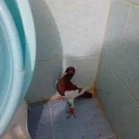 کفتر