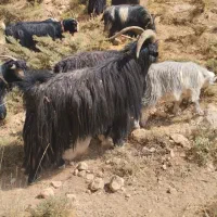 دوبر (بهده)