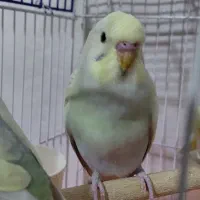 مرغ عشق تکی جفتی ۳ عدد