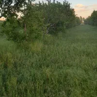 باعچه