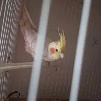 عروس هلندی نر لوتینو