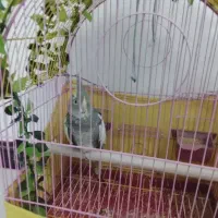 عروس هلندی ماده
