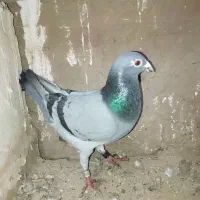 کبوتر پلاکی