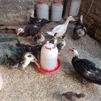 تخم اردک اسراییلی یا مسکویی