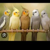 پیداشده