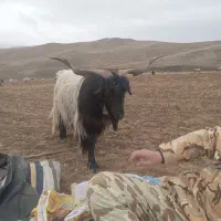 ...تکه جلورو