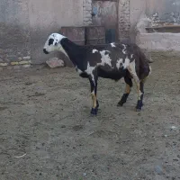 فروش بره قوچ اصلاح نژاد. مهربان و افشاری. درجه یک