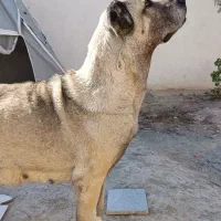 ماده سرابی، سرابی