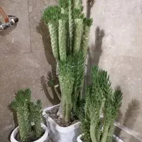 گل کاکتوس