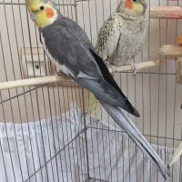 عروس هلندی نروماده مولد بادوتا جوجه خوشگل
