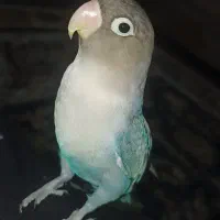 طوطی کوتوله سخنگو