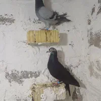 کفتر