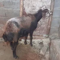 میش گوشتی