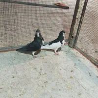 کفتر نروماده شهری