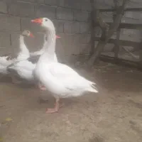 غاز نر