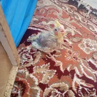 جوجه عروس سرلاکی