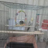 عروس هلندی