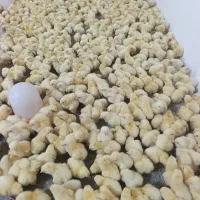 دو روزه گوشتی درجه یک 50هزار