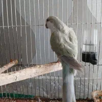 راهب کواکر ماده آکوا