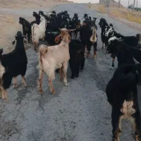 ۳۸راس بی