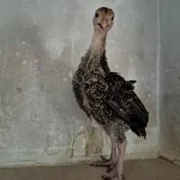 جوجه بوغلمون