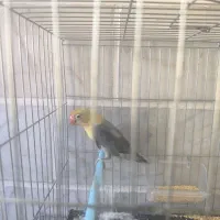 طوطی برزیلی نر و ماده