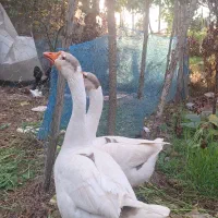 قوغاز سنگین وزن نر و ماده جفت