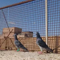 سبز|پرنده|مشهد, طبرسی شمالی|دیوار