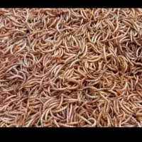 پرورش و عرضه مستقیم کرم میلورم