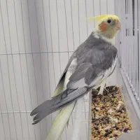 نر عروس هلندی