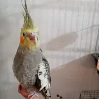 جوجه عروس 3 ماهه نر و رام