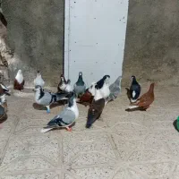 13عدد کبوتر