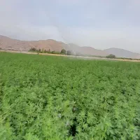 یونجه|خدمات باغبانی و درختکاری|دوگنبدان, |دیوار