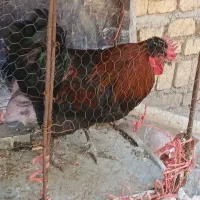 خروس کاکلی و مرغ تخم گذار