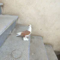 کبوتر|پرنده|تبریز, |دیوار