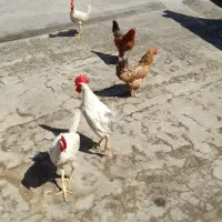 مرغ خروس