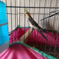 عروس|پرنده|کهک, |دیوار