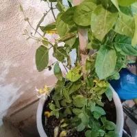 کل یاس باکلدان