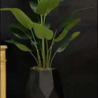 نخل مسافر درختچه