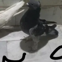 ۵عدد کفتر ۷ساعتی پرشی