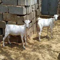 فروش کهره نر صومال سفید یک دست