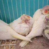 عروس هلندی