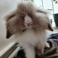 خرگوش