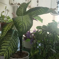 گیاه آپارتمانی دیفن باخیا