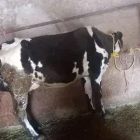 ۲راس گاوزاییده با گوساله دونه ای قیمت زدمه