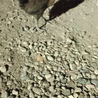 نیمه چه مرغ