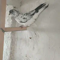 کفتر|پرنده|کاشان, فاز ۲ ناجی آباد|دیوار