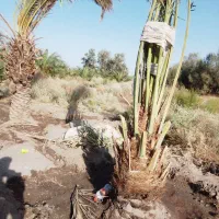 درخت بزرگ مضافتی جاگردانی
