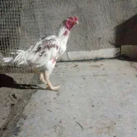 لاری سالم تاج مهر سه دونگ