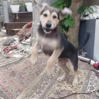 سگ ژرمن